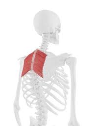 Nerves around a muscle can signal the muscle to move. Rhomboid Muscles In Human Back Bones Computer Illustration Skeleton 3d Rendering Stock Photo 308620972