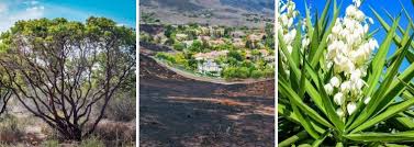 Thankfully, that couldn't be further from the truth. Protect Your Home By Landscaping With Fire Resistant Plants California Summerwinds Nursersy