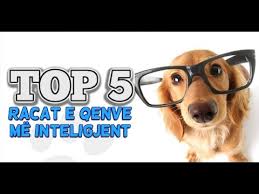 Top 5 Racat E Qenve Me Inteligjent Ne Bote Qent Me Te Zgjuar Youtube