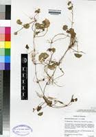 Image result for Hydrocotyle mannii