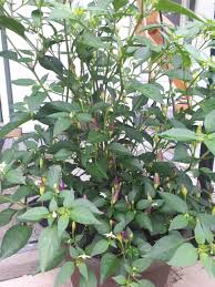 Maybe you would like to learn more about one of these? Is This A Facing Heaven Pepper Hotpeppers