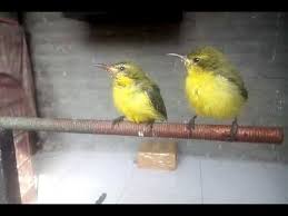 Maka kamu harus tahu bahwa jenis burung ini jantan mempunyai warna hitam dibagian lehernya sedangkan burung sogon betina tidak. Membedakan Jenis Kelamin Sogok Ontong Youtube
