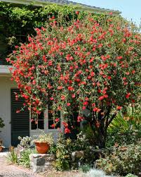Image result for Callistemon