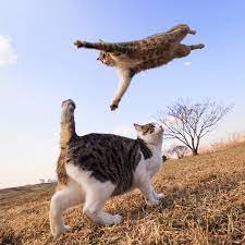 Create Meme Cats Fat Flying Cat The Cat Is Happy Pictures Meme Arsenal Com