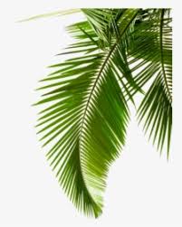 Maybe you would like to learn more about one of these? Tropical Leaves Png Images Free Transparent Tropical Leaves Download Kindpng