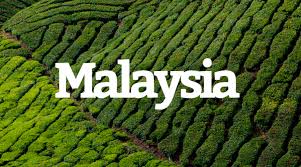 The malaysian tropical climate is very favorable for the production of various exotic fruits and vegetables, especially since peninsular malaysia seldom experiences hurricanes or droughts. Best Of 2018 Malaysia Beehype