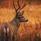 Week 13 Deer Hunt