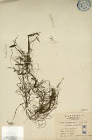 Image result for Potamogeton octandrus