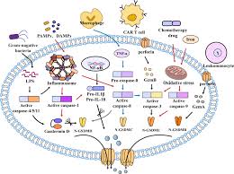 Frontiers | Potential therapeutic role of pyroptosis mediated by the NLRP3  inflammasome in type 2 diabetes and its complications