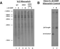 Note that the stream defining what is upstream and what is downstream in this case is not the stream of data coming into the system through service a but rather the stream of. The Vc2 Cyclic Di Gmp Dependent Riboswitch Of Vibrio Cholerae Regulates Expression Of An Upstream Small Rna By Controlling Rna Stability Biorxiv
