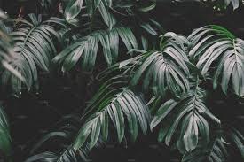 Get it as soon as fri, jul 2. Dark Tropical Jungle Leaf Botanical High Quality Nature Stock Photos Creative Market