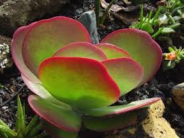 5 Unusual Houseplants Paddle Plant Plants Succulents