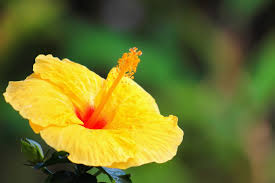 Check spelling or type a new query. Homemade Insecticidal Soap For Hibiscus Plants