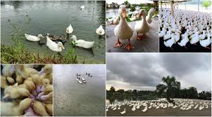 After exiting changkat jering tol. 8 Reasons To Visit Trong Leisure Farm Resort Johor Now