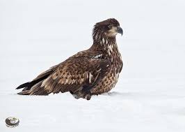 Juvenile bald eagle leaves nest for first time and practices flying. Did You Know That Juvenile Bald Eagles Are Mostly Brown For Their First Few Years Of Life They Don T Develop T Bald Eagle Juvenile Bald Eagle Wildlife Habitat