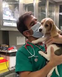 Puppy Just Wants To Give The Vet Kisses To Badly Video In 2020 Cute Animals Cute Funny Animals Cute Little Animals