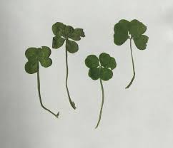Pin On Four Leaf Clovers