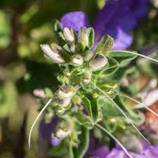 Image result for Barleria setosa