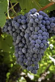 Image result for Vitis vinifera