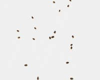If the droppings you are finding are smaller than a piece of rice, they had to have been left by a smaller creature. Identifying Our Most Common Pests By Their Droppings