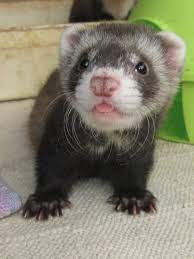 87 Ferrets Ideas Cute Ferrets Ferret Cute Animals