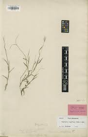 Image result for Styppeiochloa