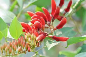 Image result for Erythrina fusca