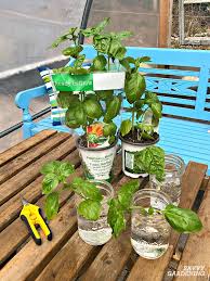 Your garden supply and advice hq. Growing Basil From Cuttings To Get More Plants Fast And Cheap