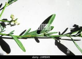 Image result for Limeum pterocarpum