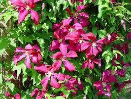 Maybe you would like to learn more about one of these? Baumschule Eggert Blutenstraucher Baumschulen Heckenpflanzen Clematis Mme Julia Correvon Clematis Viticella Mme Julia Correvon In Unserem Online Shop Gunstig Bestellen