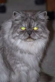  Jenis Kucing Persia Yang Paling Popular Cats Persian Cat Cat Breeds
