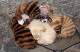 Bengal Dogs Pitbulls Cat Vs Dog Pitbull Puppies