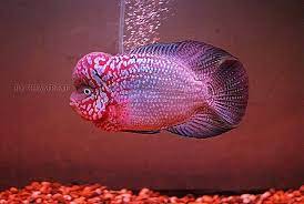 10 tips cara memelihara ikan louhan agar. 41 Ide Louhan Di 2021 Ikan Ikan Akuarium Ikan Air Tawar