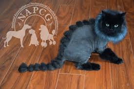the napcg crazy cats creative grooming cat grooming