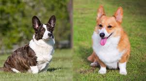 Cardigan Welsh Corgi vs. Pembroke Welsh ...