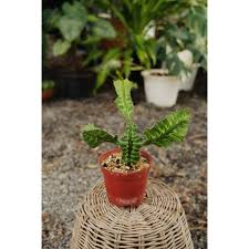 Image result for Euphorbia bougheyi