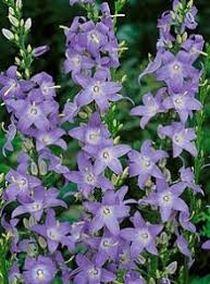 We did not find results for: Graceful Gardens Deer Repellent Plants Flowers Perennials Garden Flowers Perennials Plants