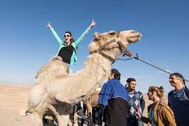 The price of camel safaris varies according to the route, standard of food and comfort provided. Camel Riding In Israel Negev Camel Ranch Kfar Hanokdim