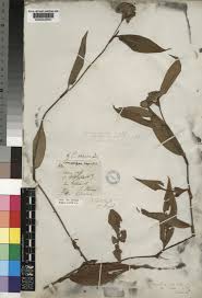 Image result for Commelina capitata