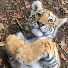 Black Jaguar White Tiger On Instagram Mr Cute Aka The Beast Aka Luciano Babylucianobjwt Savetigers G Black Jaguar White Tiger Black Jaguar White Tiger