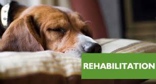 Yesterday at 6:40 pm ·. Healthy Pets Naturally Cat Dog Natural Remedies Treatments