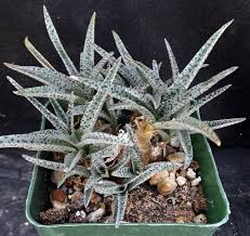 Image result for Ledebouria Unidentified sp. no5.