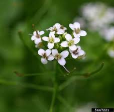 Image result for Nasturtium microphyllum