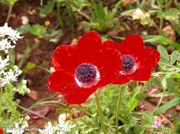 They do not toil or spin. Flowers Of The Field Bibleplaces Com Bibleplaces Com