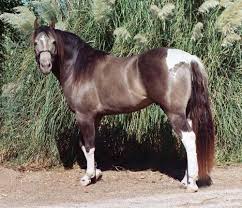 Paint Black And Brown Horse Pin On Horse Life Style