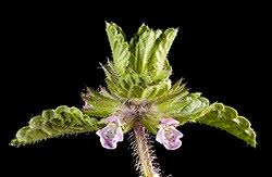 Image result for Stachys pseudonigricans