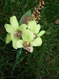 Jade Green Dendrobium Orchid Boutonniere Orchid Boutonniere Dendrobium Orchids Orchids