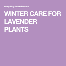 Winter Care For Lavender Plants More Lavender Plant Care Lavender Plant Winter Flowers Garden