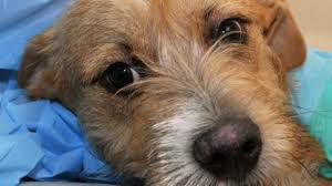 Copy the information on the individual animal's page. Hurricane Harvey Dogs Flown To San Diego From Louisiana Up For Adoption