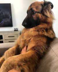 Hunter The Cuddly Giant German Shepherd German Shepherd Dogs Shepherd Dog Dog Breeds